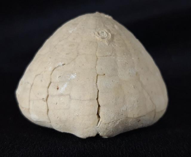 Echinocorys sulcata (GOLDFUSS 1826) - Bild &copy; FossNet FossilienStore